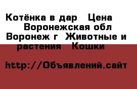 Котёнка в дар › Цена ­ 10 - Воронежская обл., Воронеж г. Животные и растения » Кошки   